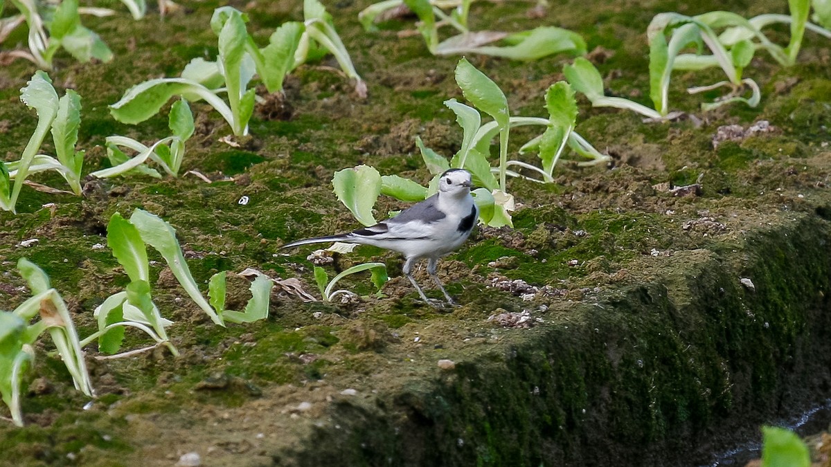 White Wagtail (Chinese) - ML613168278