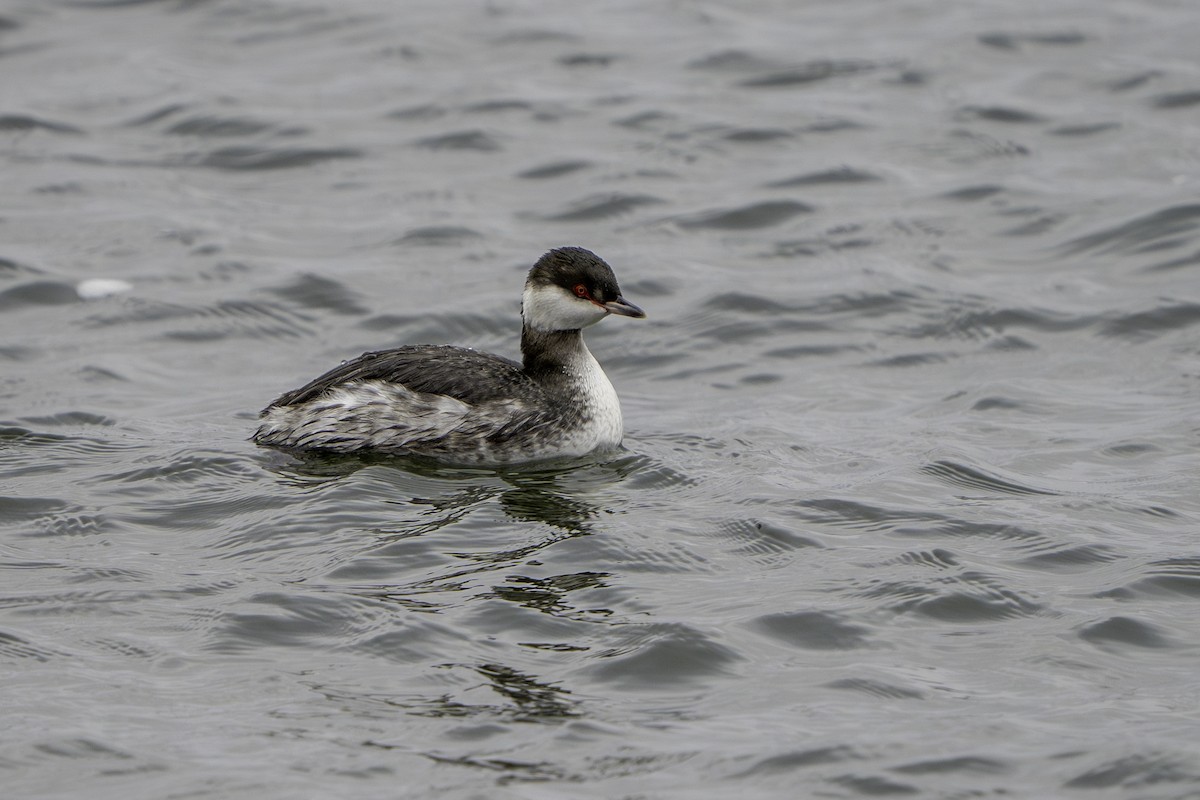 Horned Grebe - ML613168294