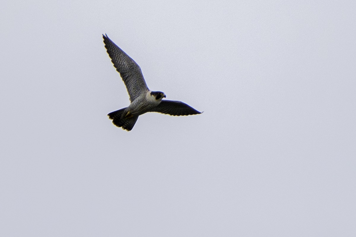 Peregrine Falcon - Ben Nieman