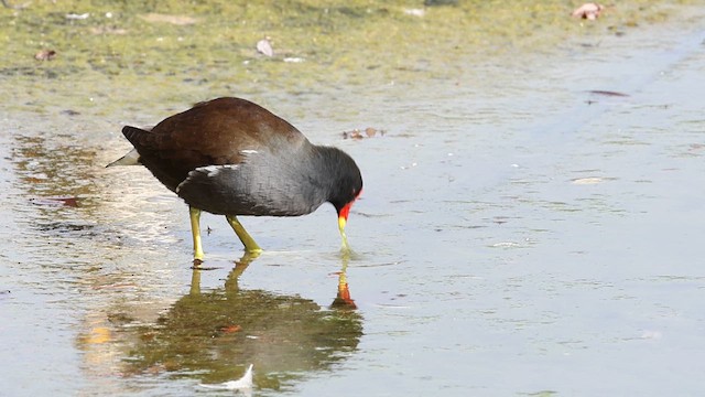 Eurasian Moorhen - ML613168331