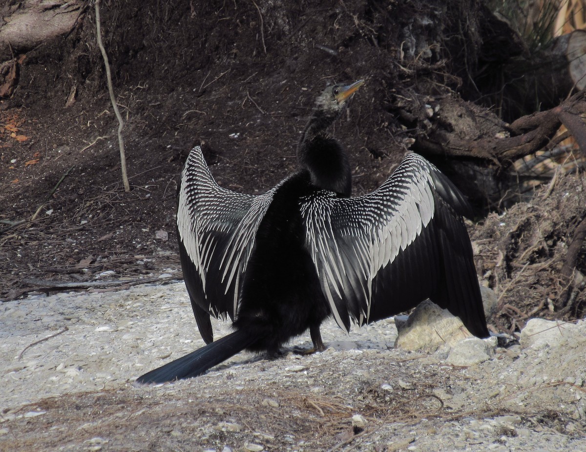 Anhinga Americana - ML613168333