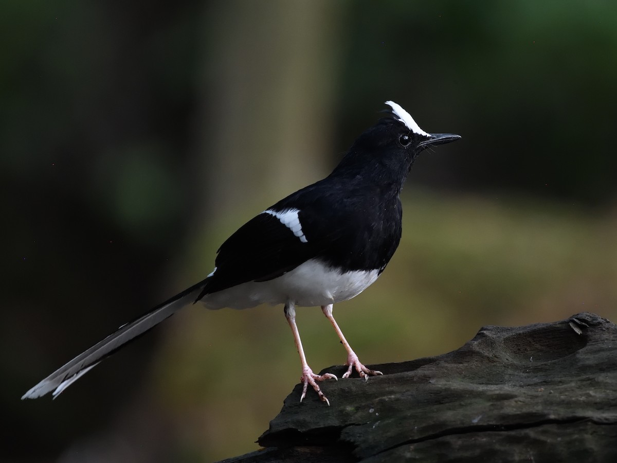 White-crowned Forktail (Javan) - ML613168375