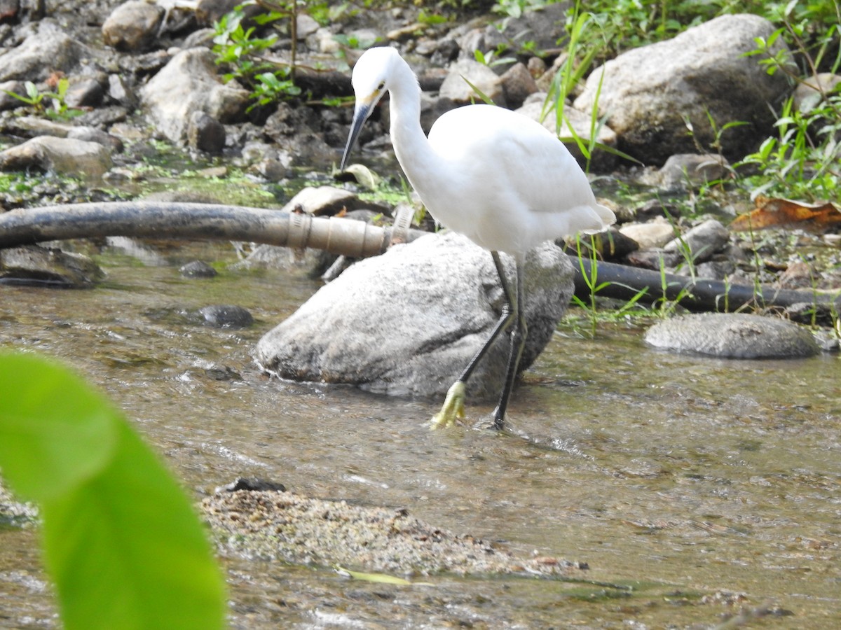 Snowy Egret - David Hilgeman