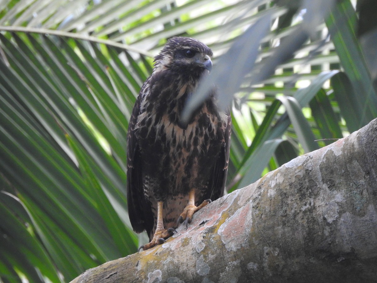 Common Black Hawk - David Hilgeman