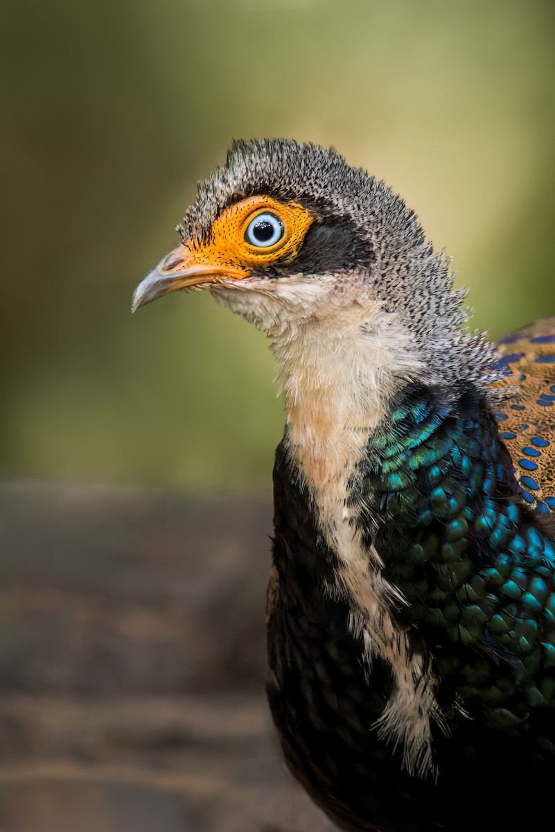 Borneo Tavus Sülünü - ML613168426