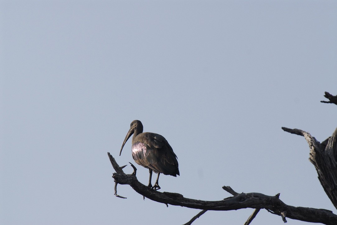 Hadada Ibis - Anonymous