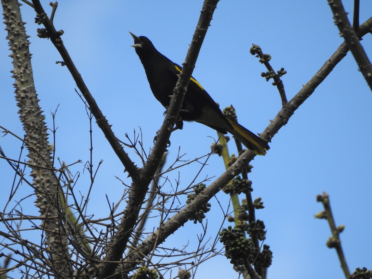 Yellow-winged Cacique - ML613168442