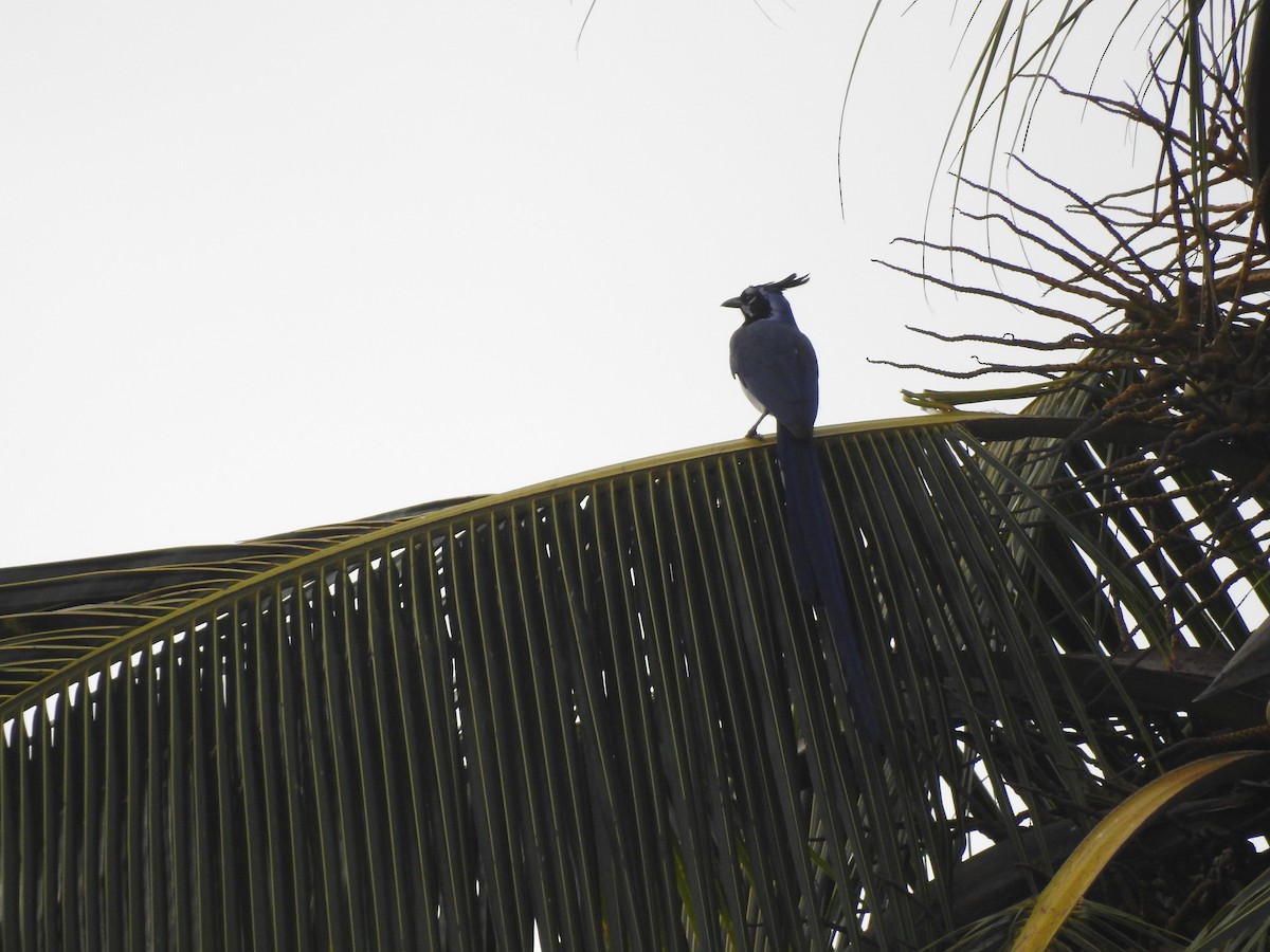 Black-throated Magpie-Jay - ML613168468