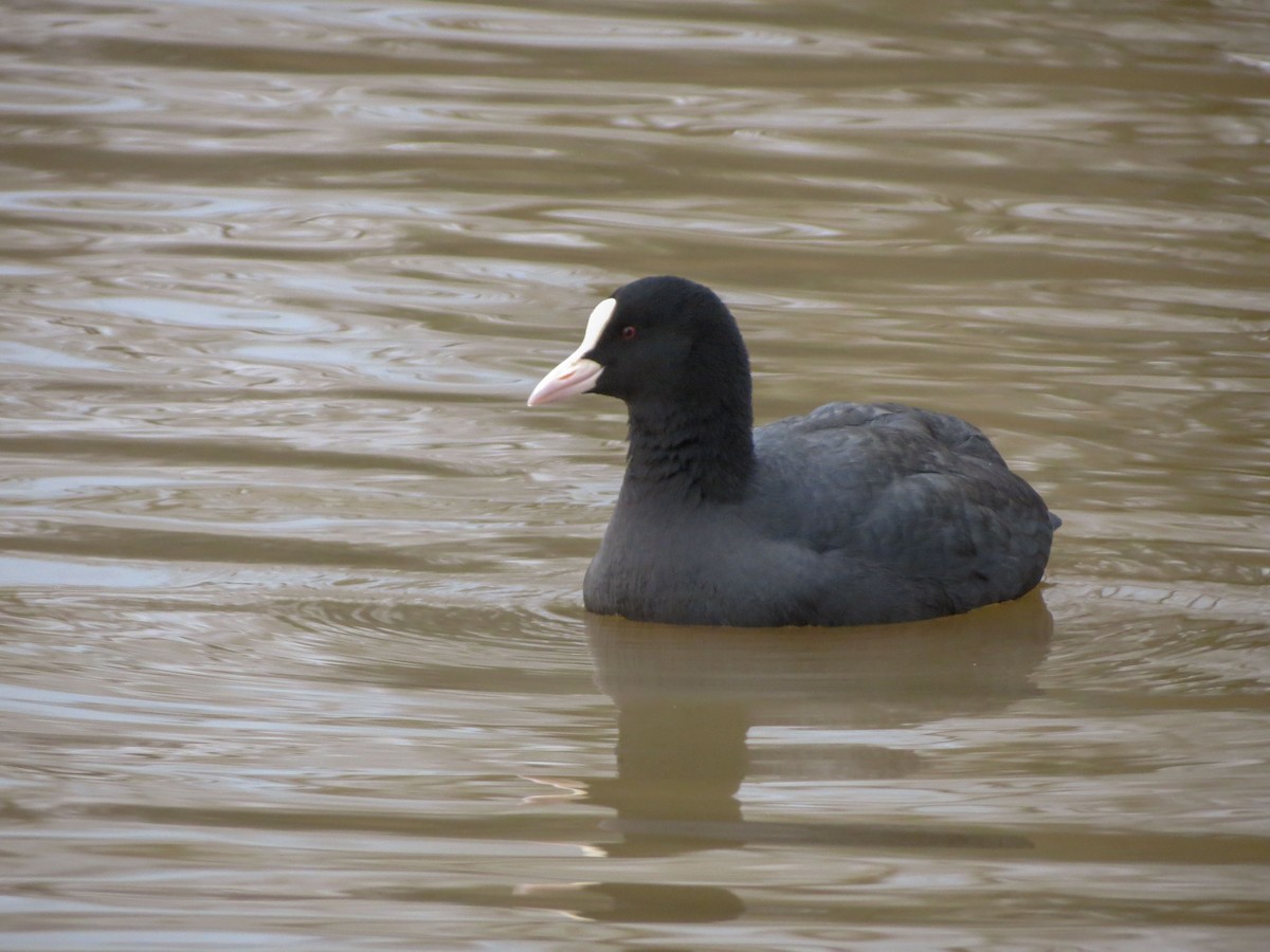 Eurasian Coot - ML613168610