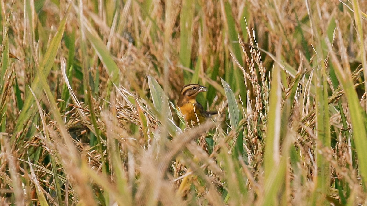 Yellow-breasted Bunting - ML613168636