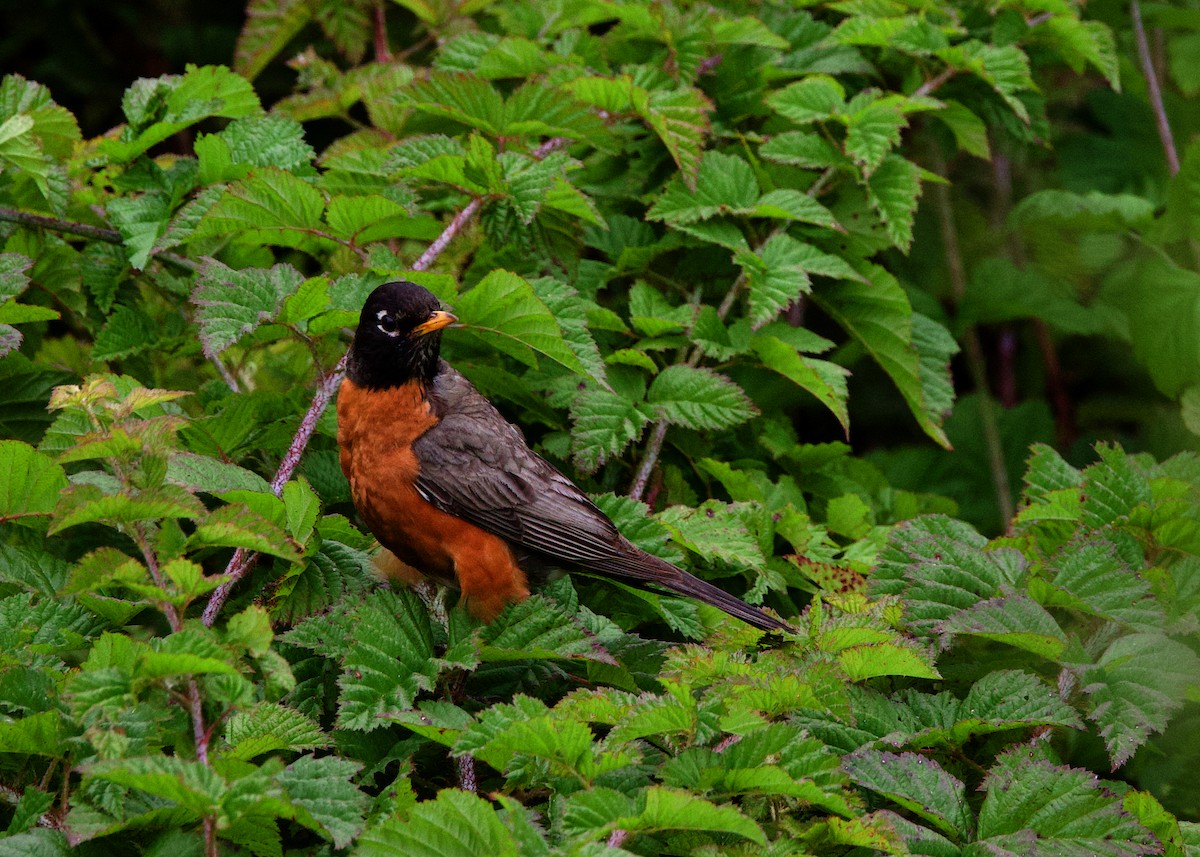 American Robin - ML613168689