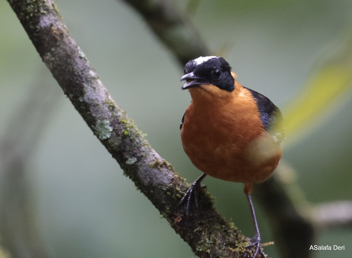 Snowy-crowned Robin-Chat - Fanis Theofanopoulos (ASalafa Deri)