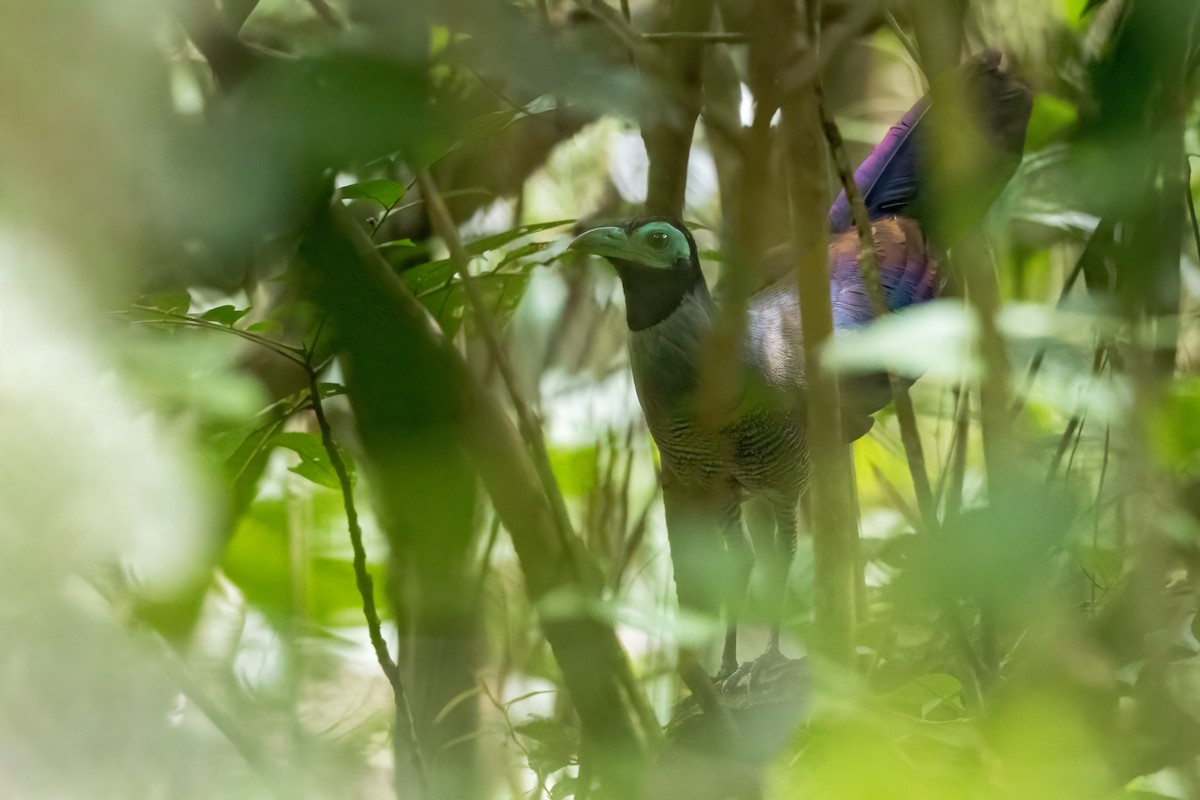 Bornean Ground-Cuckoo - ML613168751