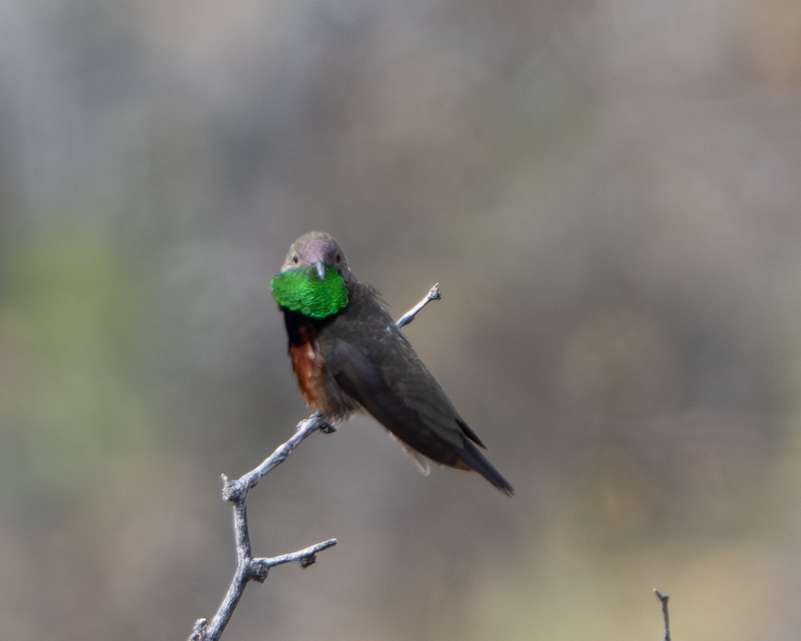 Colibrí de Cochabamba - ML613168764