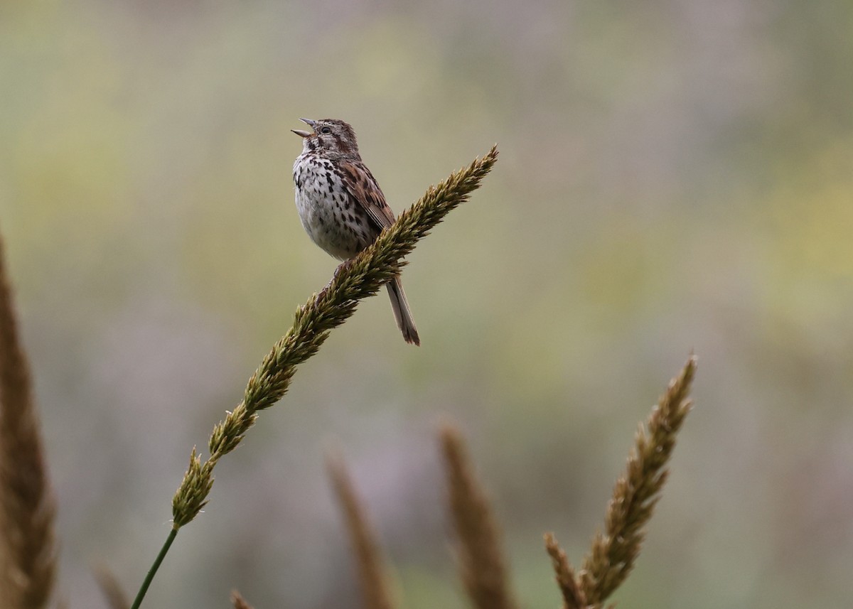 Song Sparrow - ML613168841