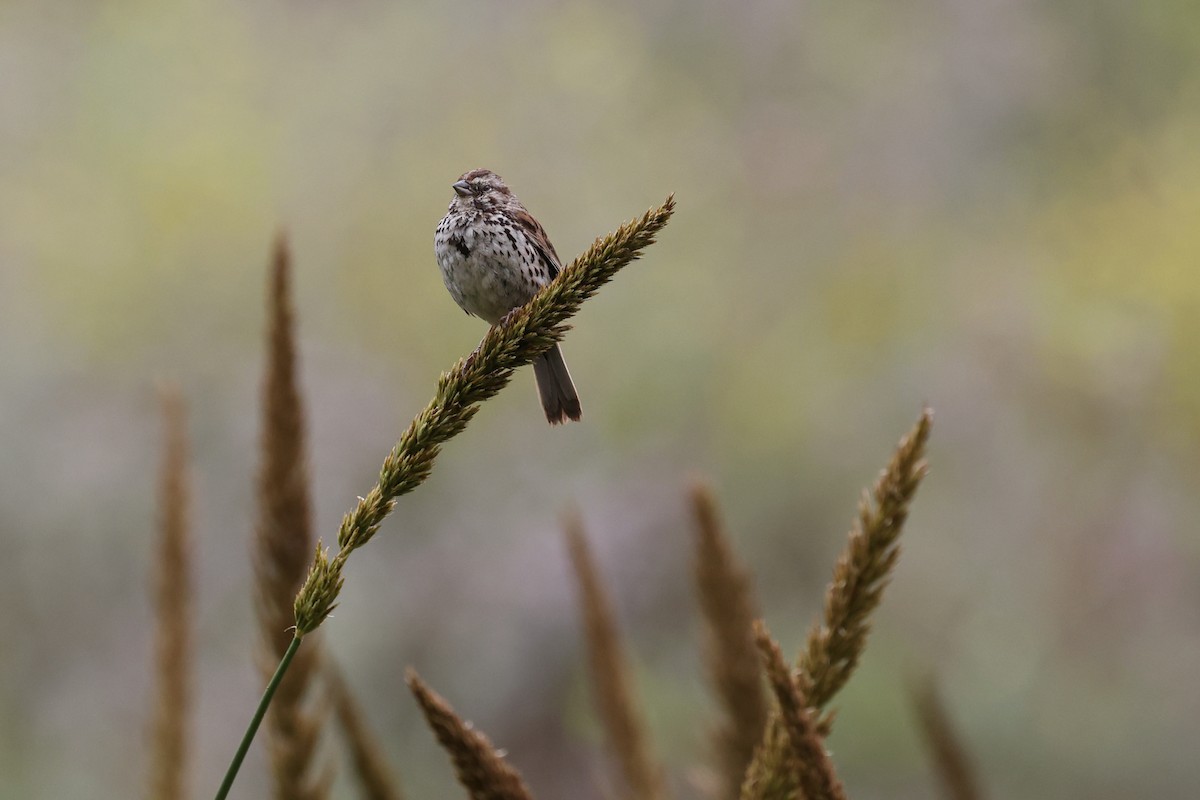 Song Sparrow - ML613168842