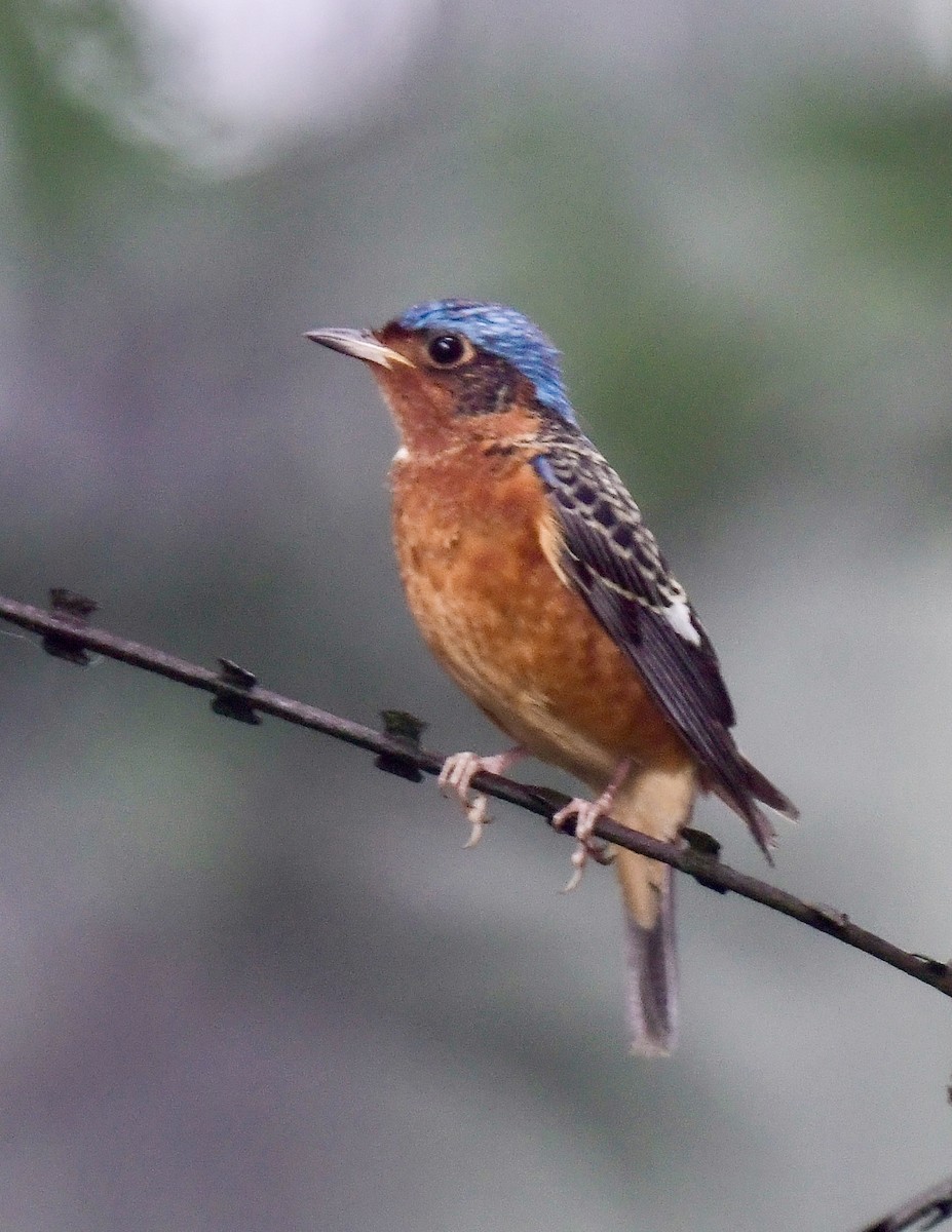 White-throated Rock-Thrush - ML613168865