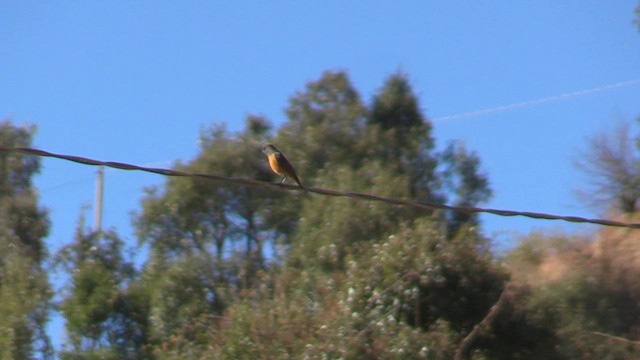 Blue-fronted Redstart - ML613168919