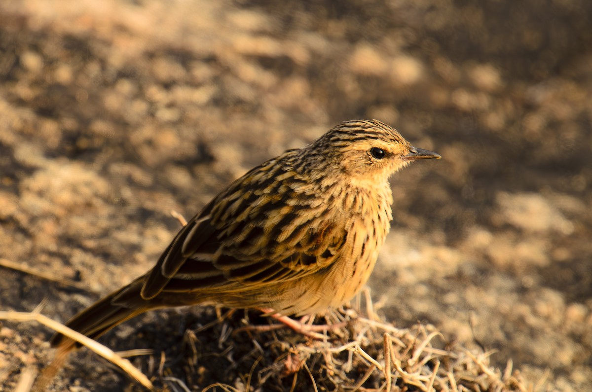 Nilgiri Pipit - Sudhir Paul