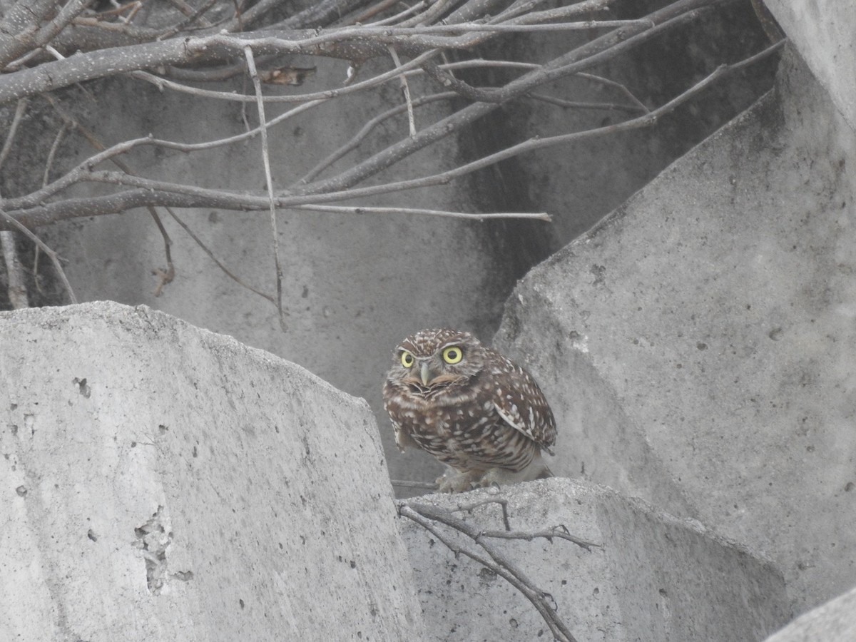 Burrowing Owl - ML613169025