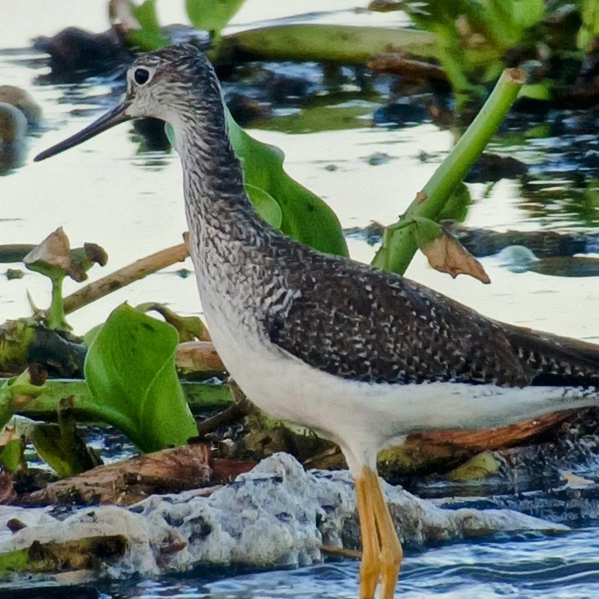 Greater Yellowlegs - ML613169059