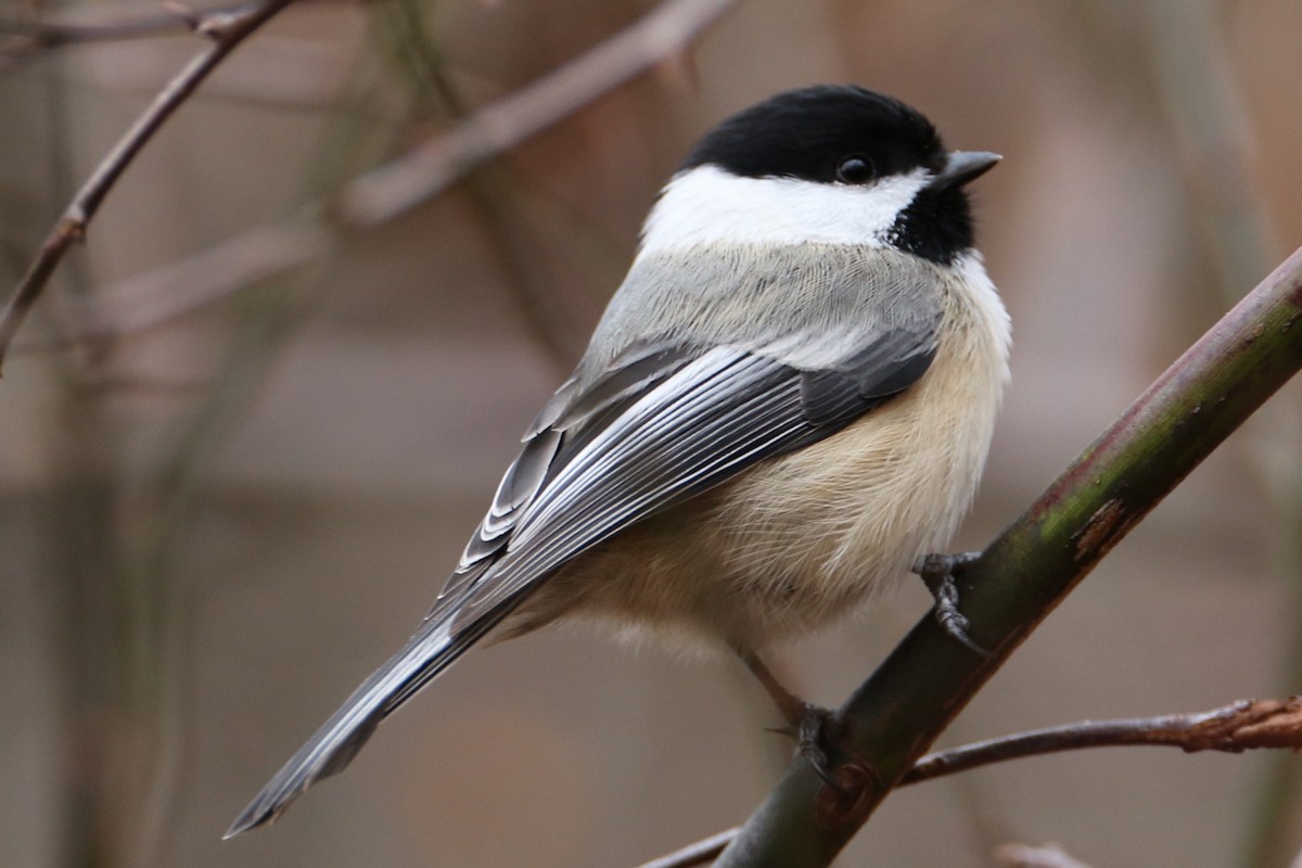 Mésange à tête noire - ML613169098