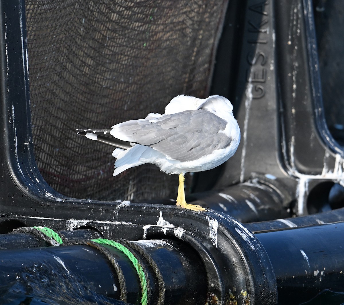 Lesser Black-backed Gull (Steppe) - ML613169139