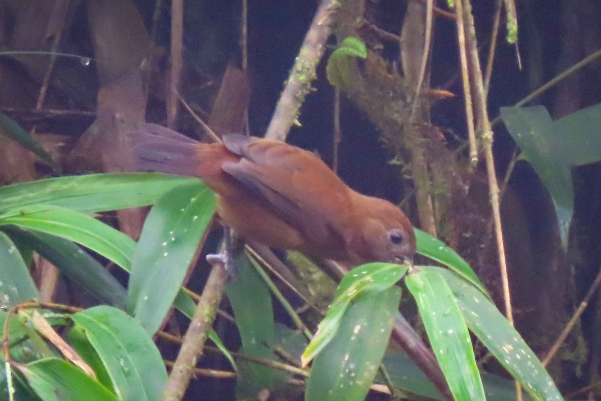 Ecuadorian Seedeater - ML613169144