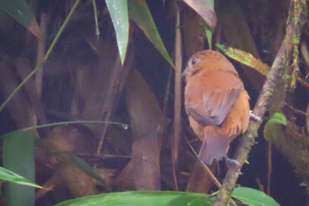 Ecuadorian Seedeater - ML613169145