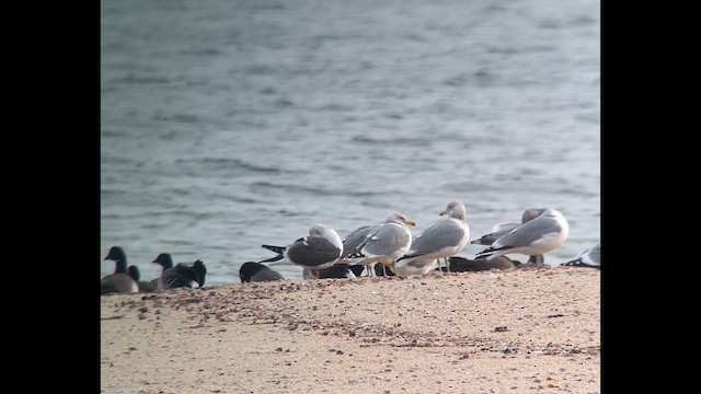 Lesser Black-backed Gull - ML613169176