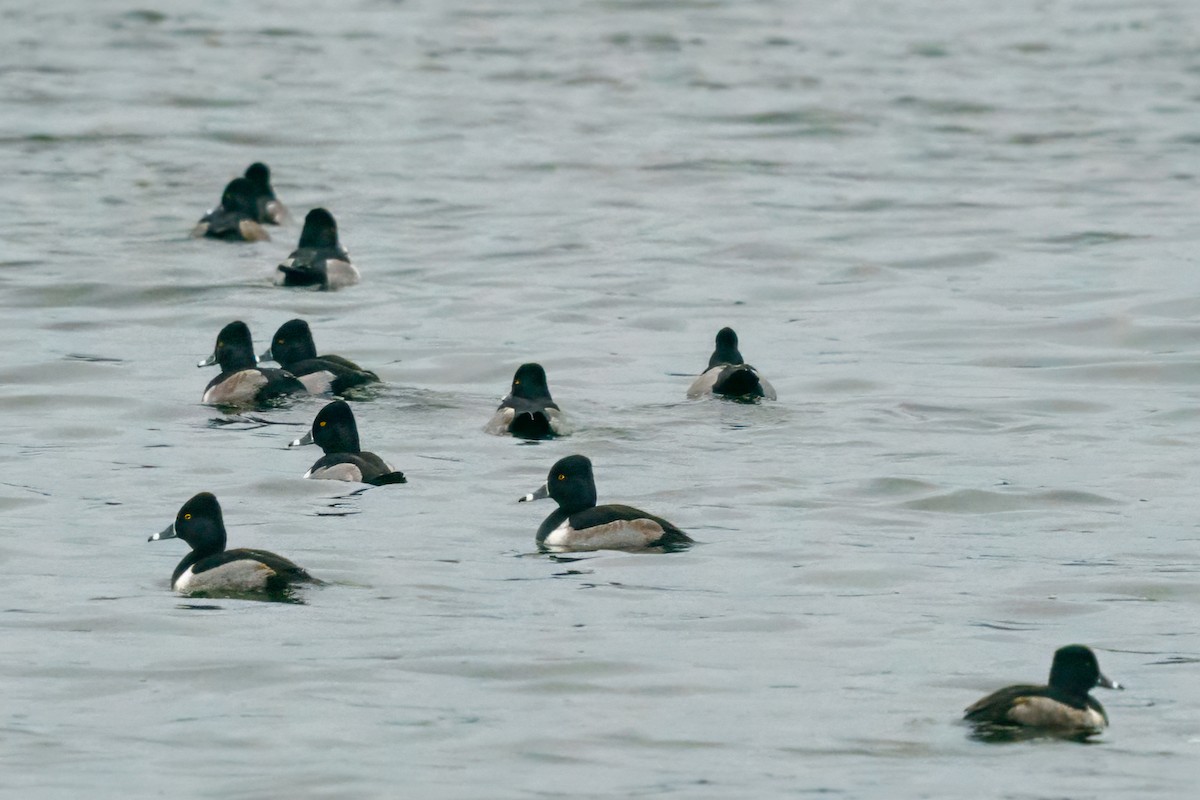 Ring-necked Duck - ML613169239