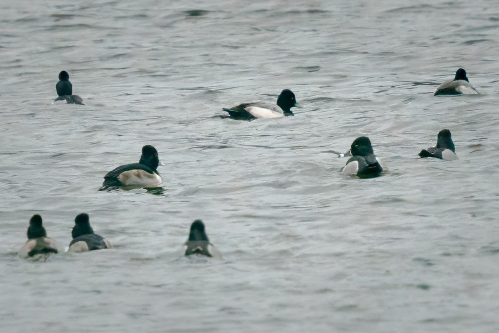 Lesser Scaup - Rick Wilhoit