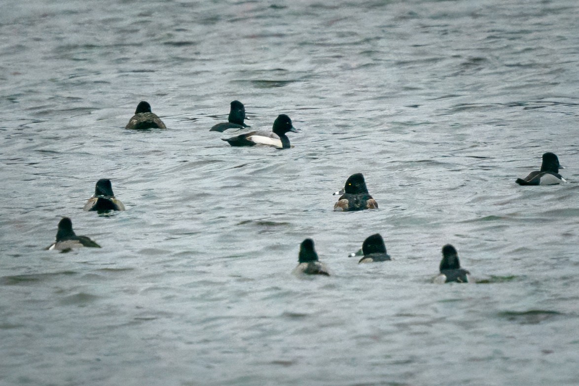 Lesser Scaup - ML613169250