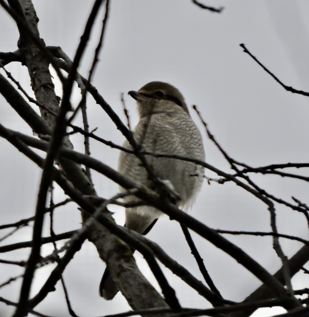 Northern Shrike - ML613169263