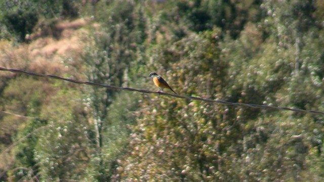 Blue-fronted Redstart - ML613169278