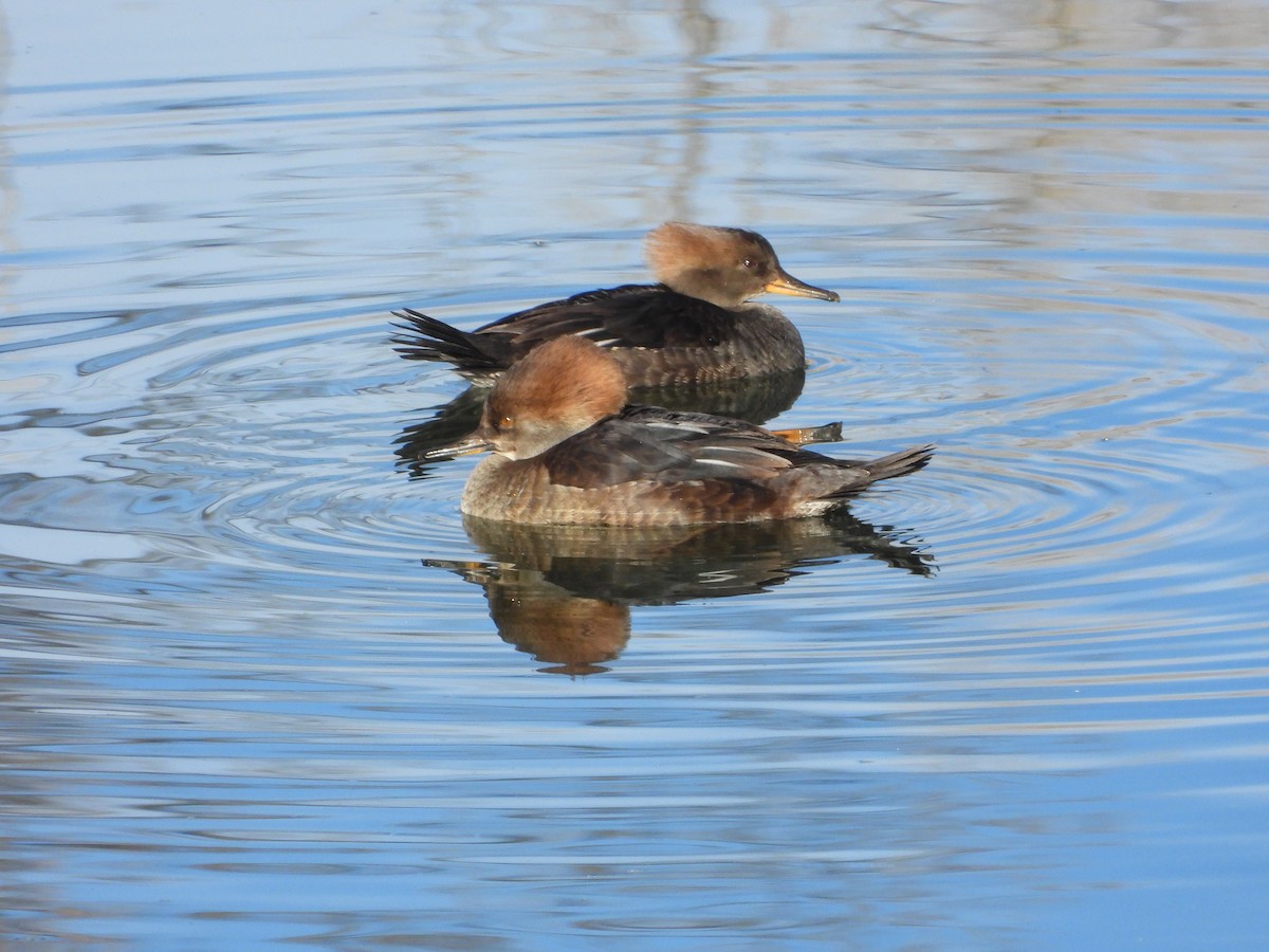 Hooded Merganser - ML613169299