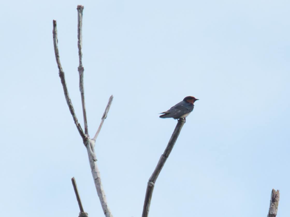 Pacific Swallow - Eric Carpenter