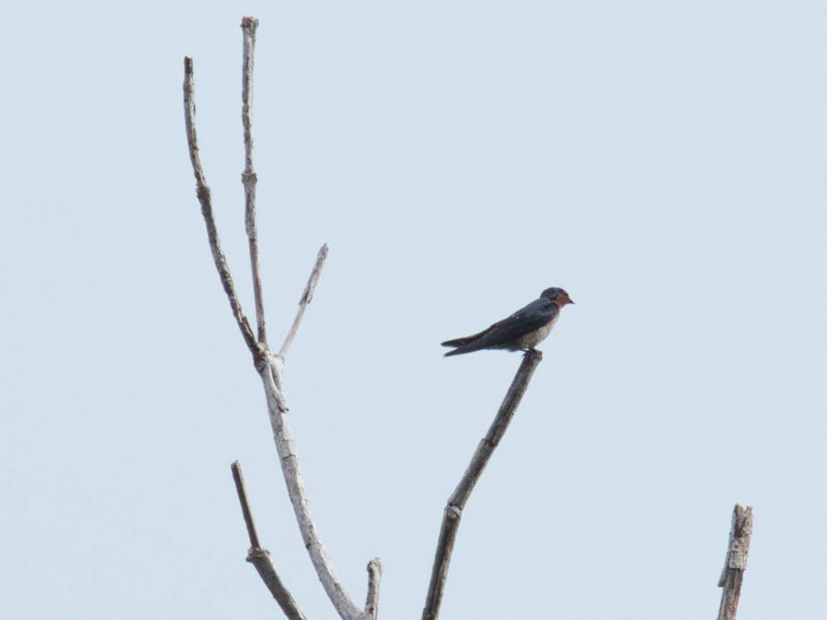 Golondrina del Pacífico - ML613169326