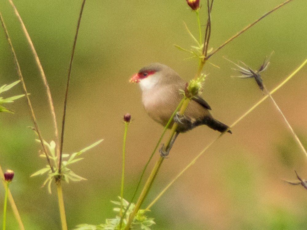 Common Waxbill - ML613169393