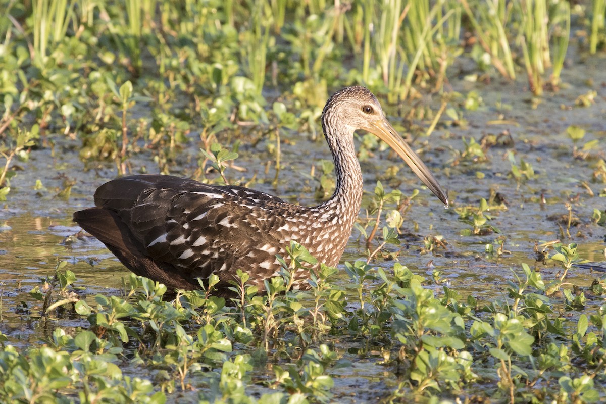 Limpkin - ML613169416