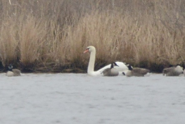 Cygne tuberculé - ML613169468