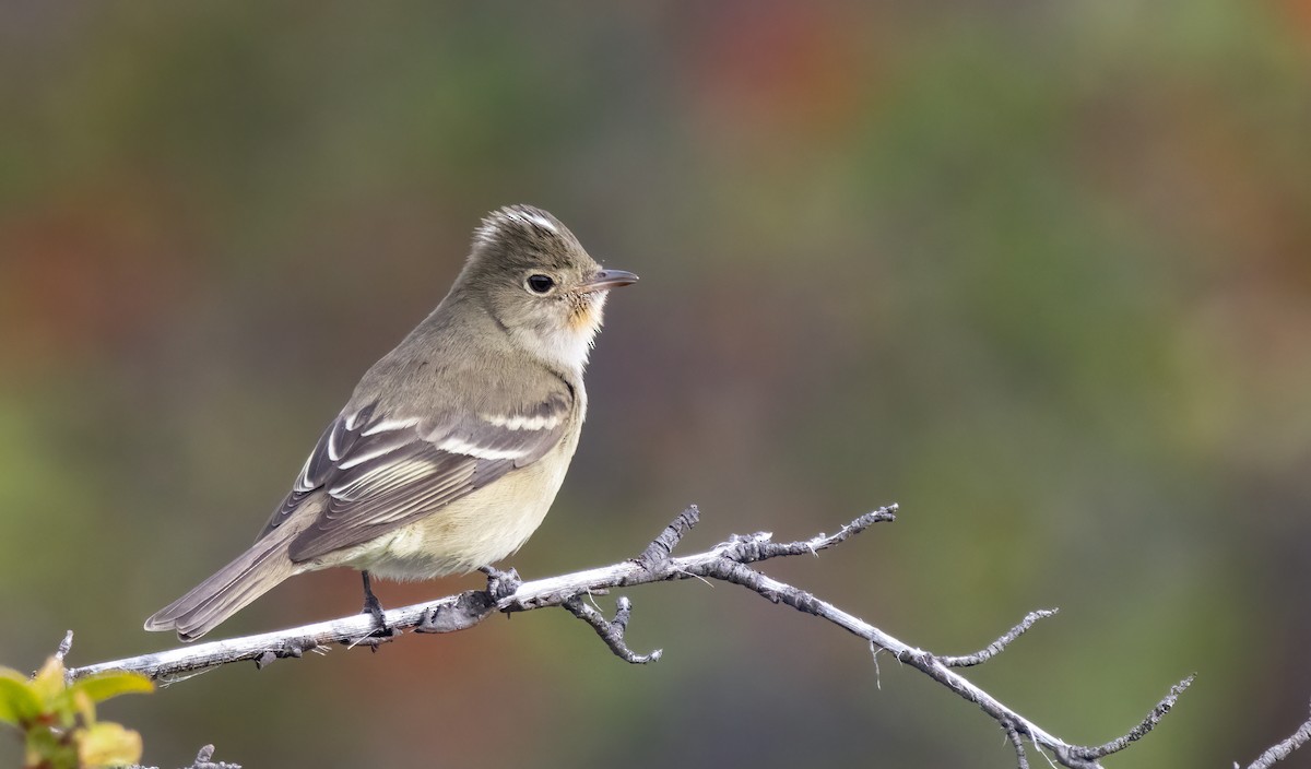 White-crested Elaenia (Chilean) - ML613169495