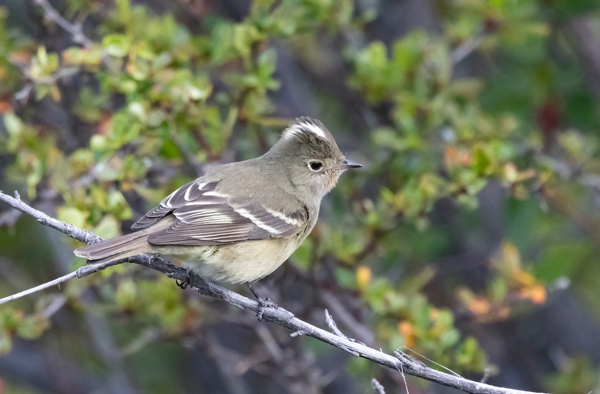 White-crested Elaenia (Chilean) - ML613169499