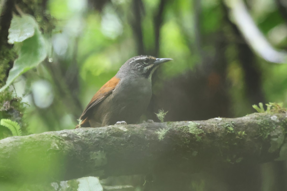 Whiskered Wren - ML613169504