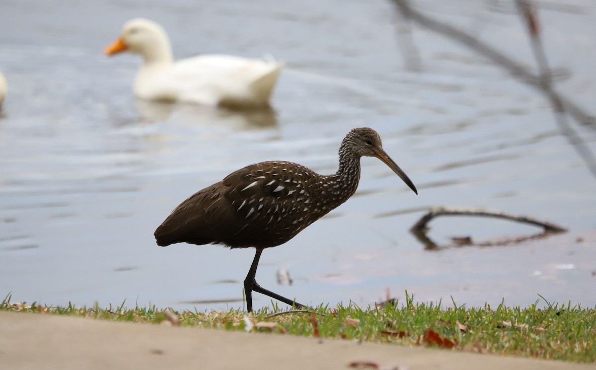 Limpkin - Judson Lassiter