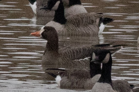 Greater White-fronted Goose - ML613169534