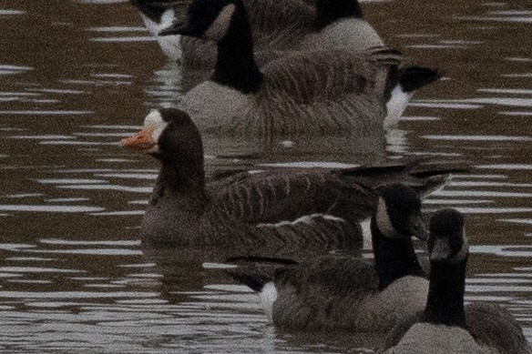 Greater White-fronted Goose - ML613169535