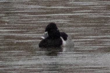 Ring-necked Duck - ML613169564