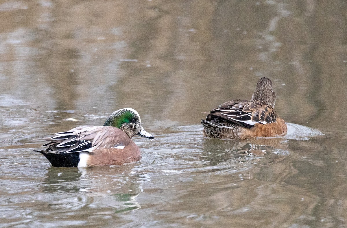 American Wigeon - ML613169570