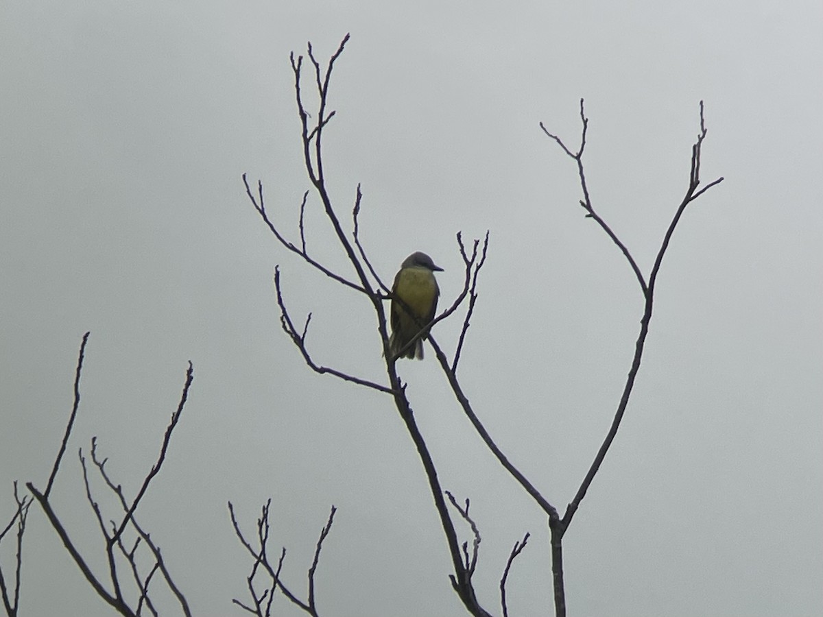 Couch's Kingbird - ML613169632